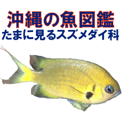 沖縄の魚図鑑 たまに見るスズメダイ科