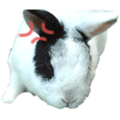 My pet is a rabbit @Japan