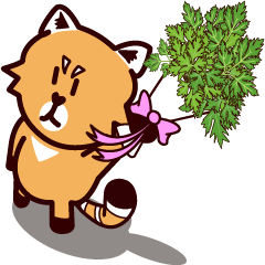 Red Panda - more and more parsley