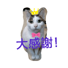 三毛貼圖2