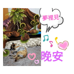 愛莉麻貼圖