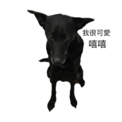 Dog HaHo