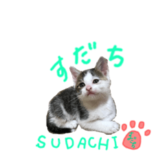 SUDACHI daily