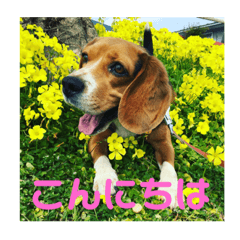 beagle apollo stamp