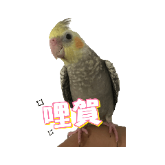 可愛鸚鵡們的日常