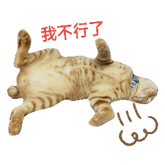 萌萌貓咪≧ω≦