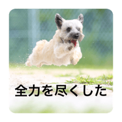 Cairn Terrier ,  Dyjimal