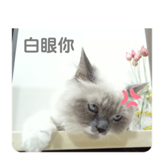 家嘎 奇奇 ㄨㄧˋ噓 招財 咕嘰