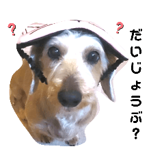 ワイヤーダックス チャコちゃん