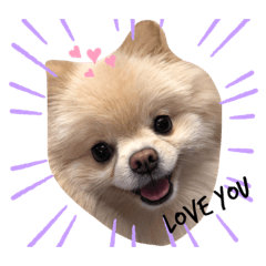 Noel is the best dog