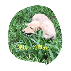 可愛有可惡的巧克力