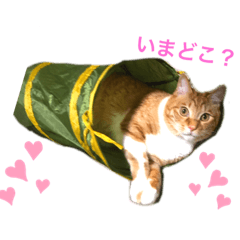 Kurumi_20190822201954