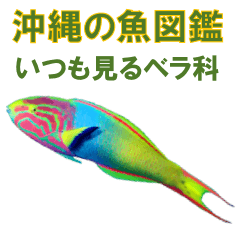 Okinawa's Wrasse usually seen