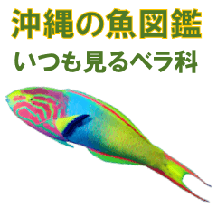 Okinawa S Wrasse Usually Seen Line Stickers Line Store
