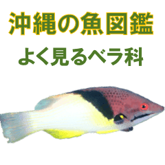 沖縄の魚図鑑 よく見るベラ科 Line スタンプ Line Store