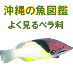 沖縄の魚図鑑 よく見るベラ科