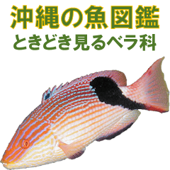 Okinawa's Wrasse sometimes seen