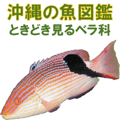 沖縄の魚図鑑 ときどき見るベラ科 Line スタンプ Line Store