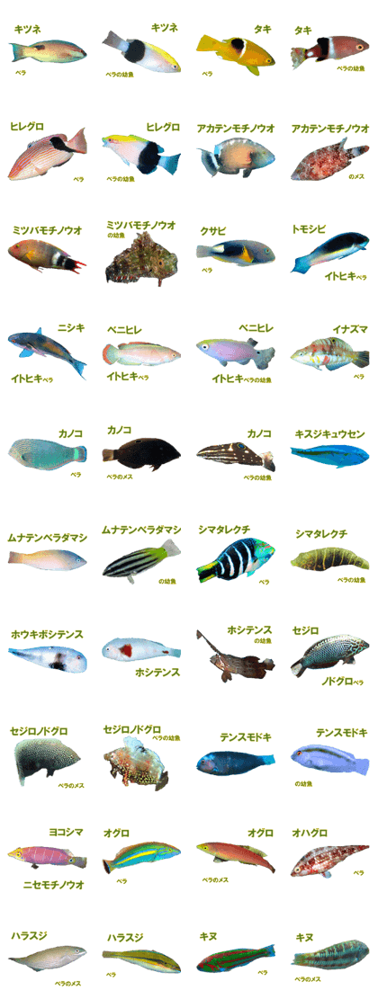 Line クリエイターズスタンプ 沖縄の魚図鑑 ときどき見るベラ科