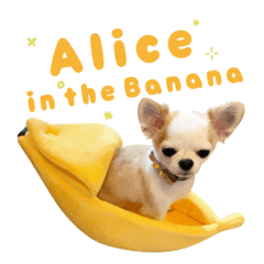 Alice in the Banana (English Ver.)
