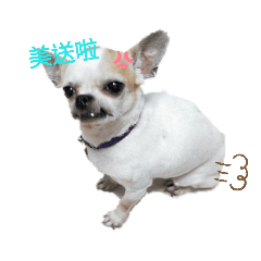毛小孩的娛樂