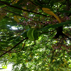 Grandfather's carambola