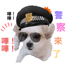 四大屁犬之我們這一家