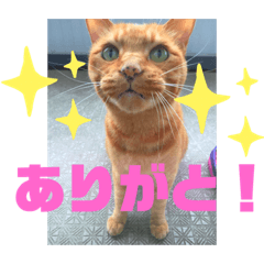 miro chan
