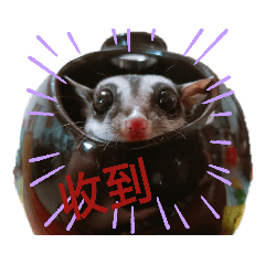 蜜袋鼯豆與同伴