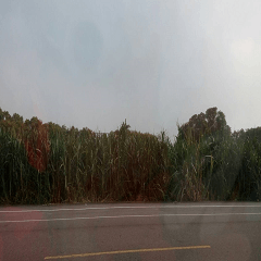 Sugarcane field by the road