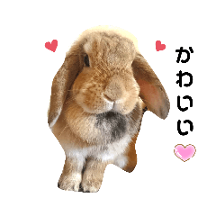 モコナちゃん ２