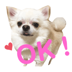 Chiwawa no Kuuchan