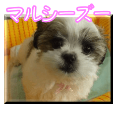 MalShihTzu