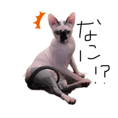 HIKARI_20190824170422