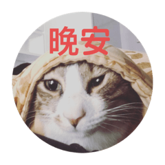 豹哥花媽韓吉ฅ(˘ω˘ )ฅ