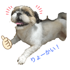 Shih-tzu stamp