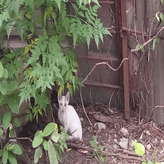 Grandfather's backyard cat