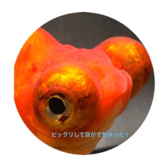 Emily_20190824160626-3