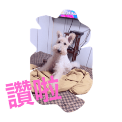 汪汪Lucky-2
