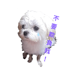 Mai Ya