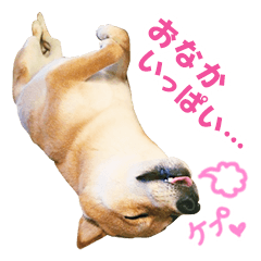 休閒Shiba dog Duff Vol.2 情緒表達
