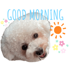 Toy poodle Leslly Stamp