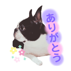 Bostonterrier no Himechan