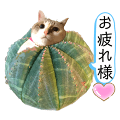 tomomi_20190825001257