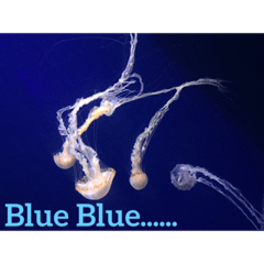 Under sea and the cat