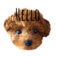 Kurumi_20190825132231