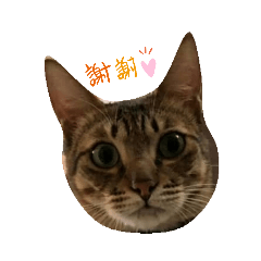 Lovely animals可愛動物