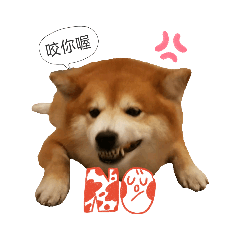 冬菇的日常我知道