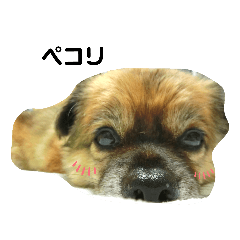 ミックス犬レオくん４