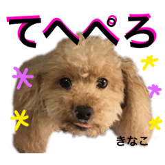 kinako_20190825191406